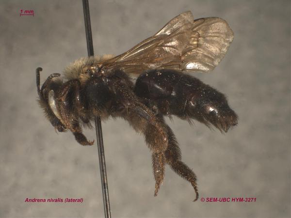 Photo of Andrena nivalis by Spencer Entomological Museum